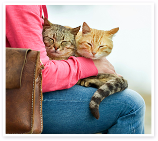 A couple of healthy, happy cats on a lap.